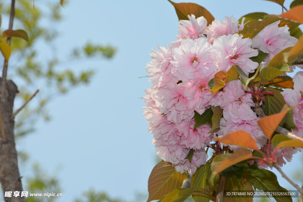 枝头绽放的粉嫩樱花