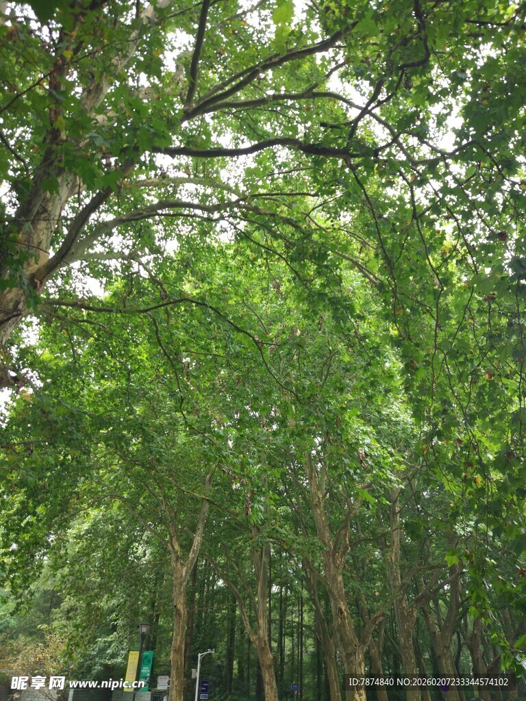 茂密树林绿意盎然