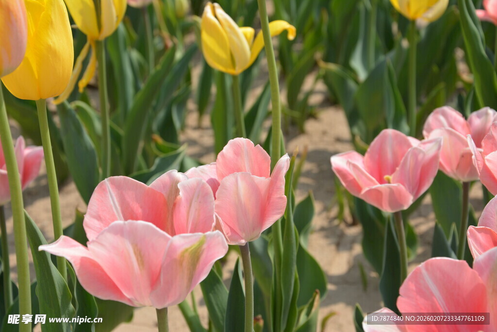 粉色黄色郁金香花海