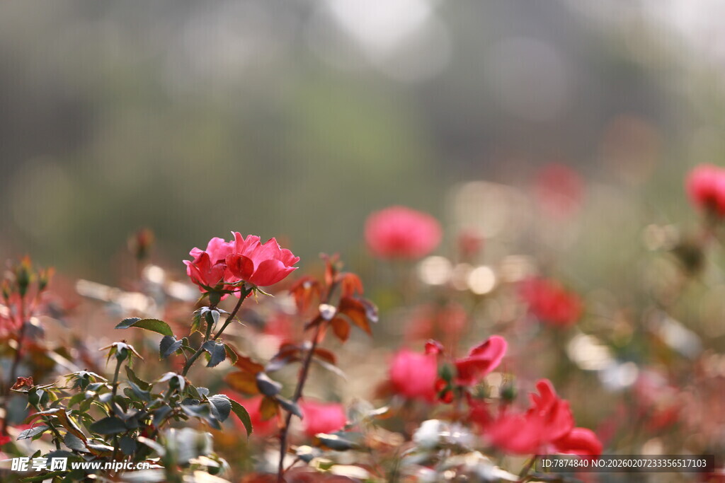娇艳绽放的红色花卉