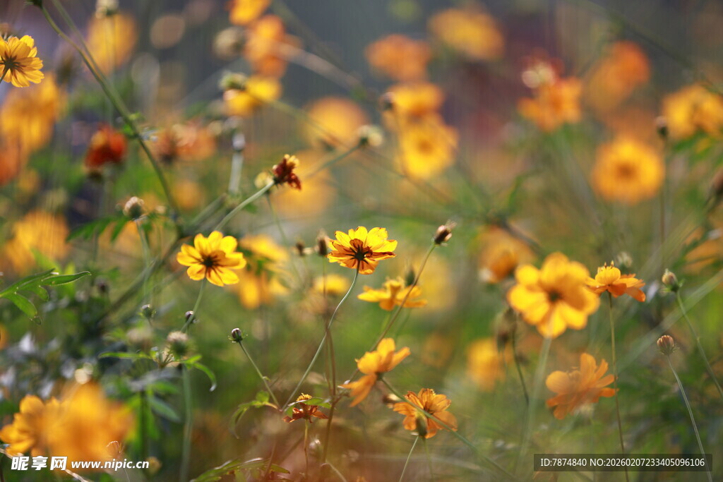 烂漫野菊花绽放于天地间