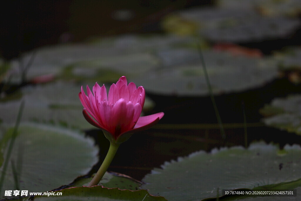 娇艳粉色睡莲绽放