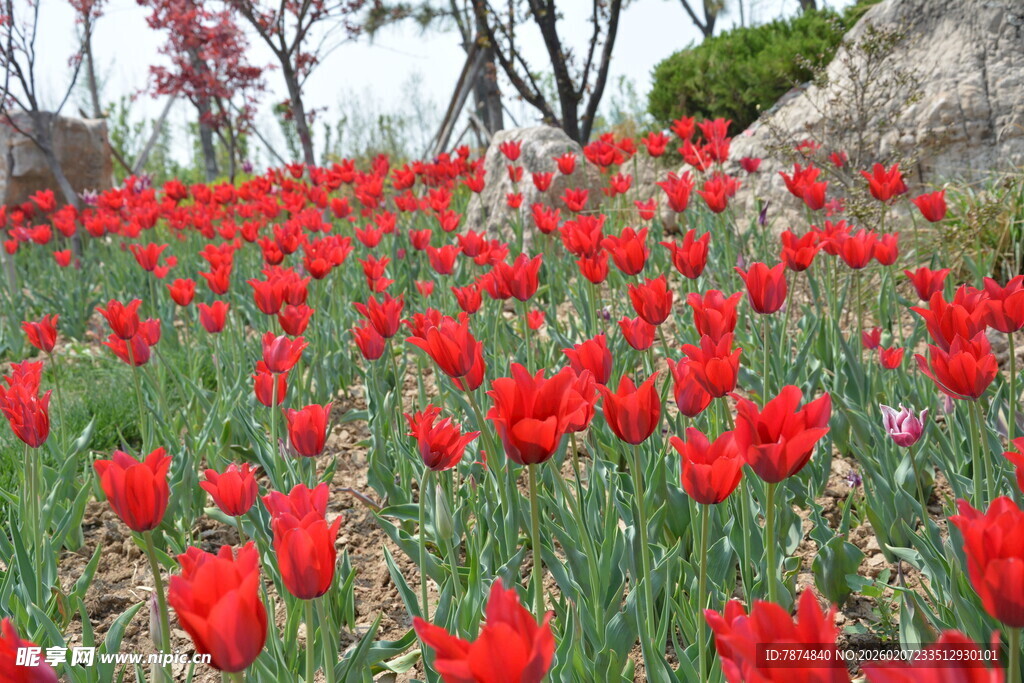 烂漫红郁金香花海