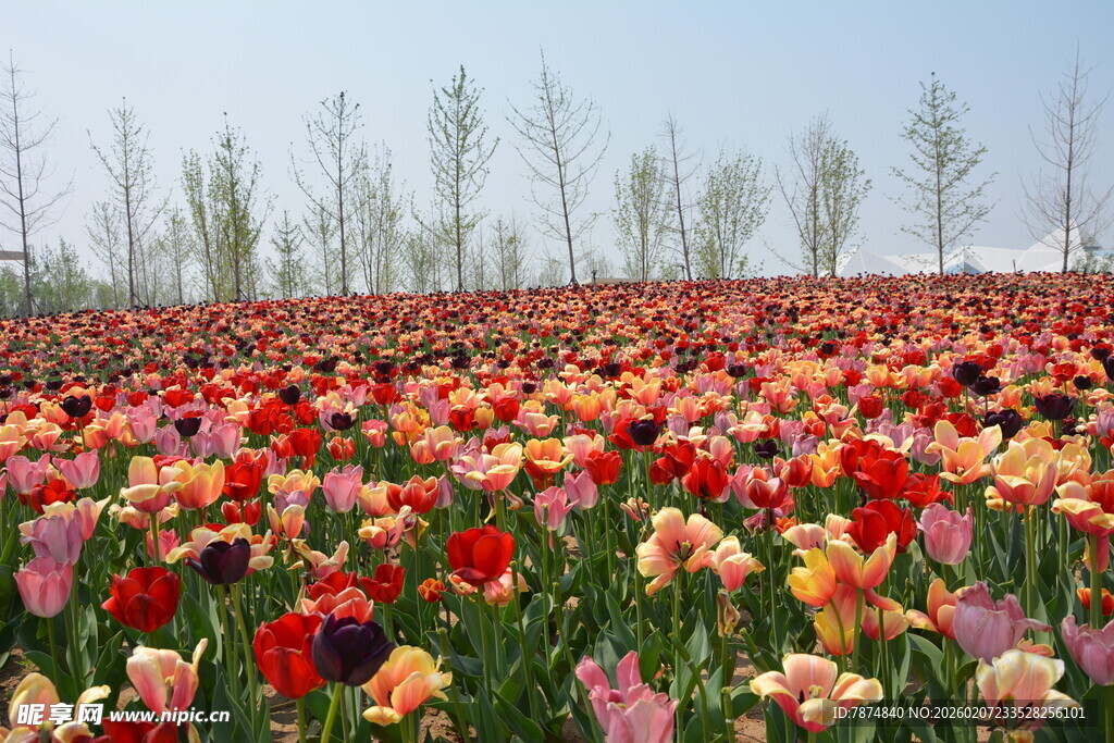 五彩斑斓的郁金香花田