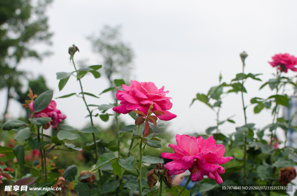 娇艳盛开的粉色月季花