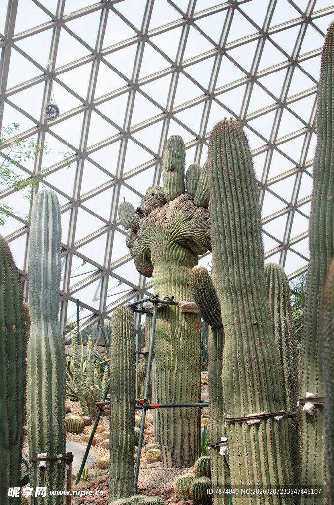 温室中的高大仙人掌景观