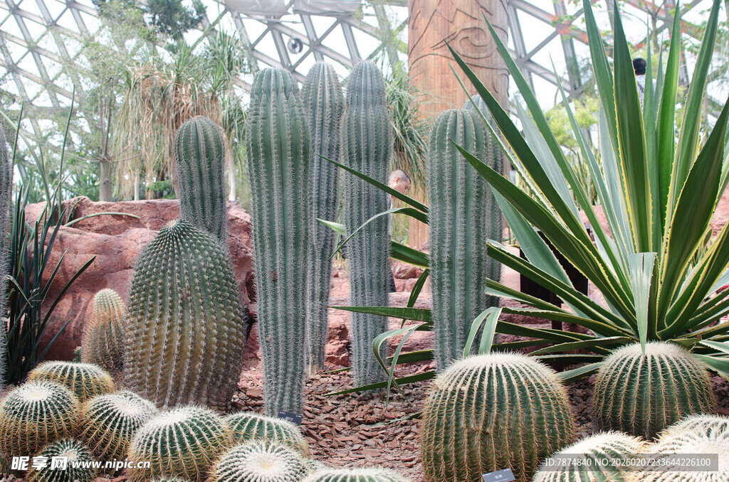 多样仙人掌植物景观