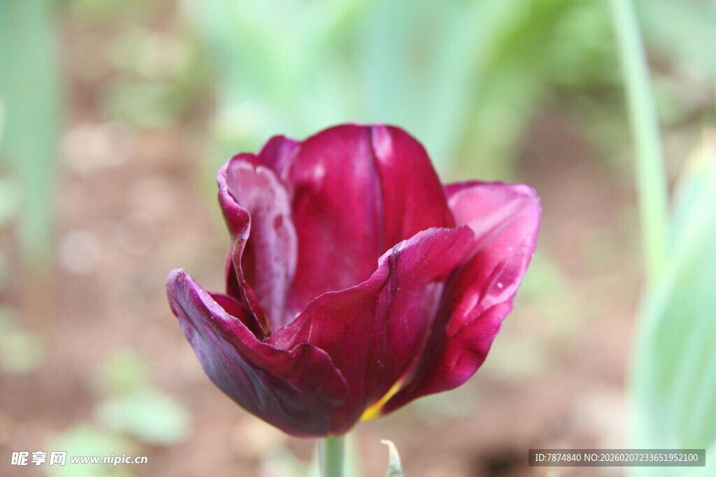 深紫红色郁金香特写