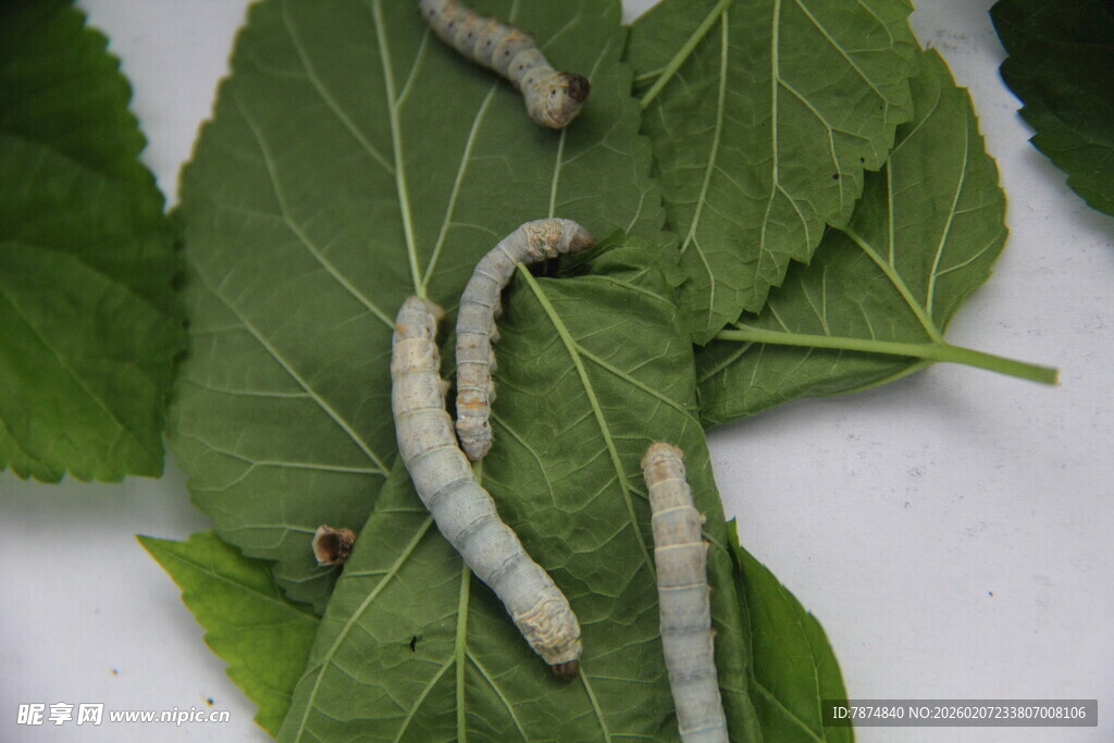 绿叶上的蚕宝宝