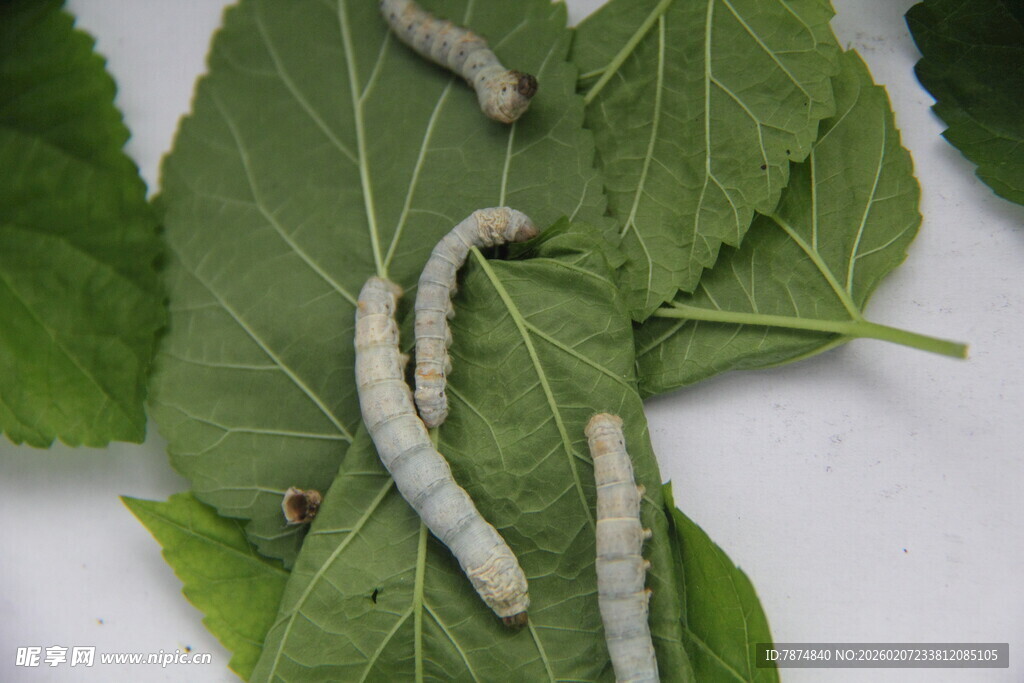 桑叶上的蚕宝宝