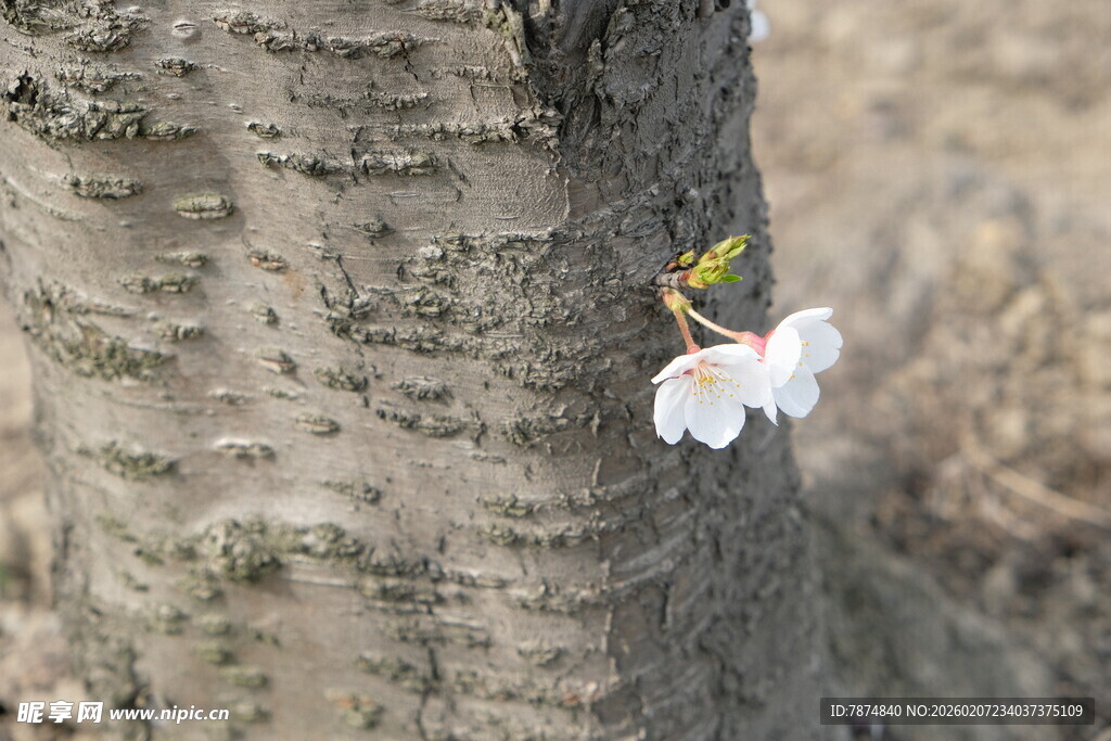 树干上的单朵白色小花