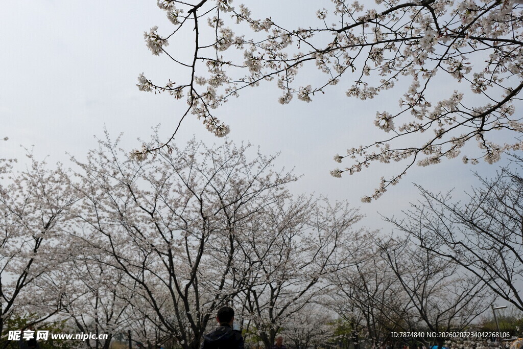 枝头绽花的春日景象