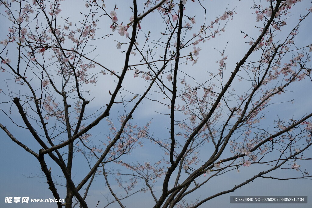 枝头初绽的粉嫩樱花