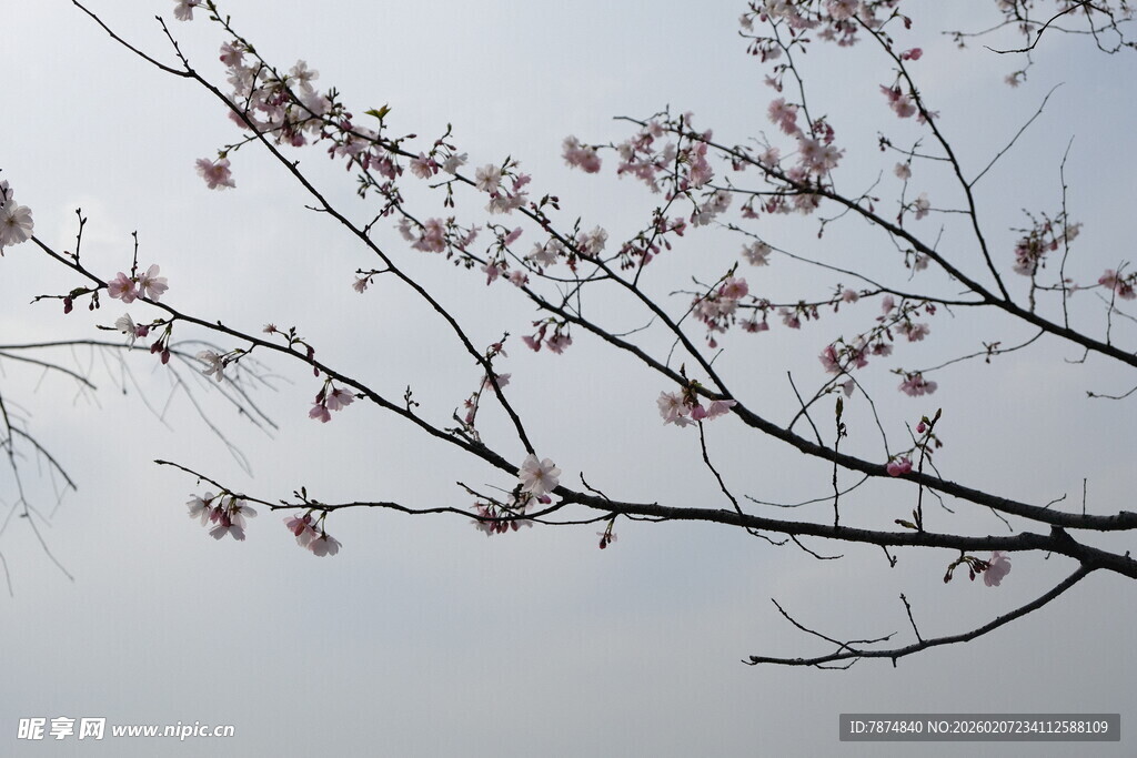 枝头绽放的粉嫩花朵