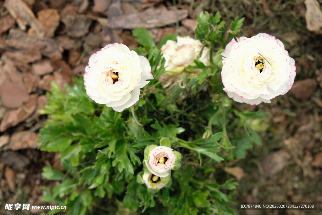 白色毛茛花绽放