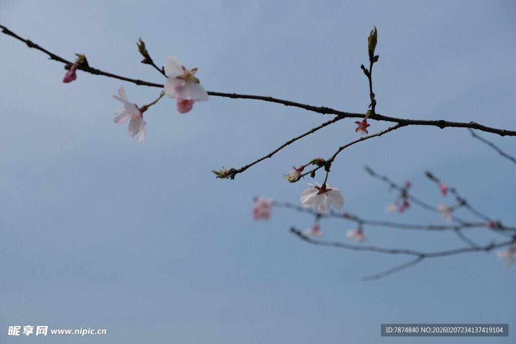 枝头绽放的粉嫩樱花