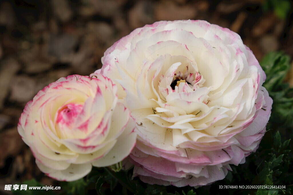 两朵渐变色彩的毛茛花