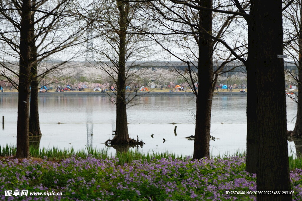 湖畔树木与繁花景致