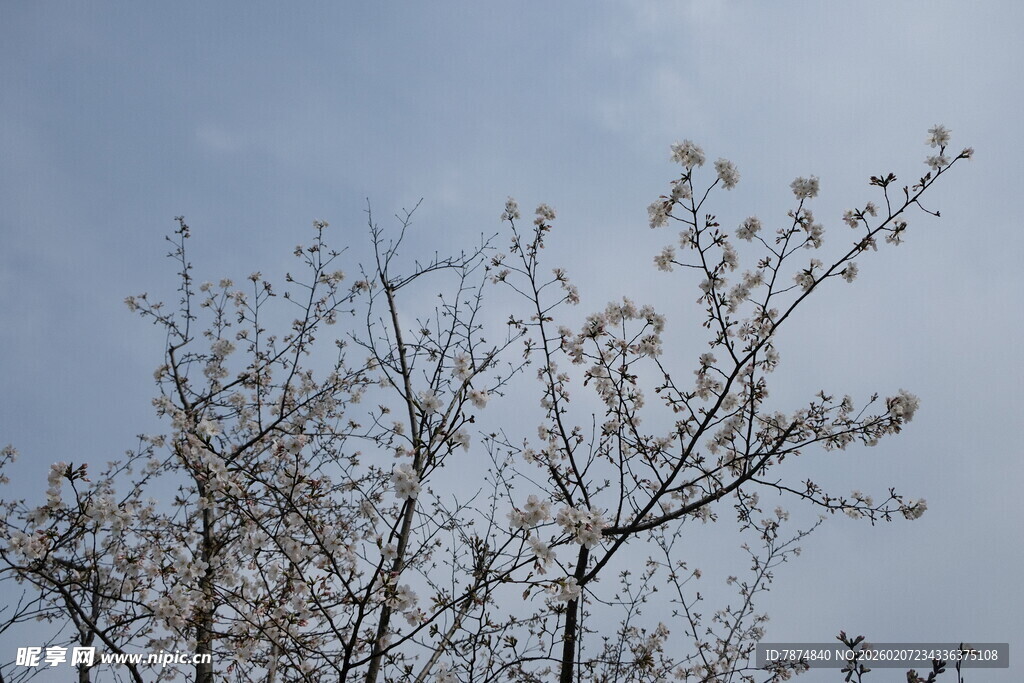 枝头绽新花的树木