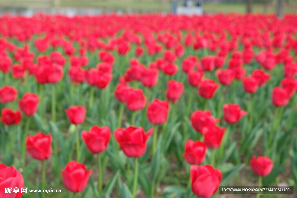 红色郁金香花海
