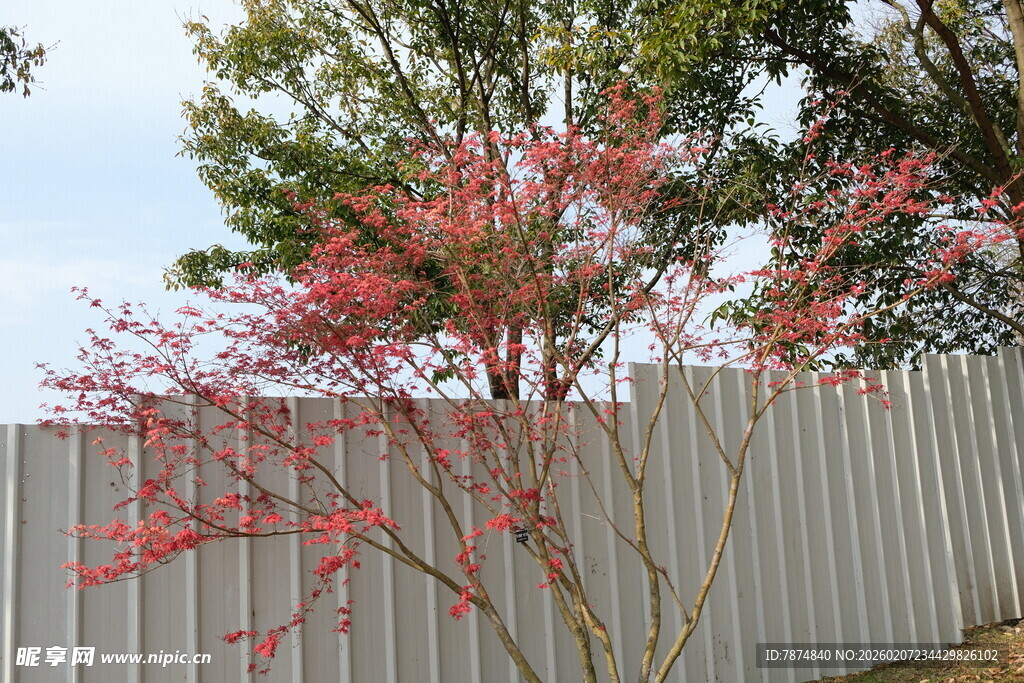 栅栏旁的红枝绿树