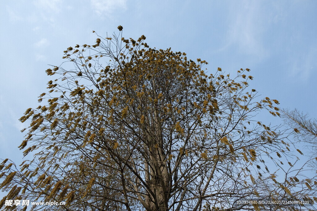 秋日树梢 蓝天相伴