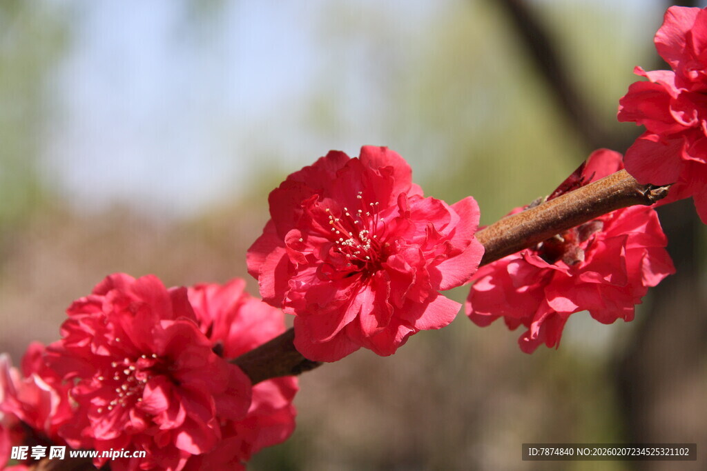 枝头娇艳红桃花