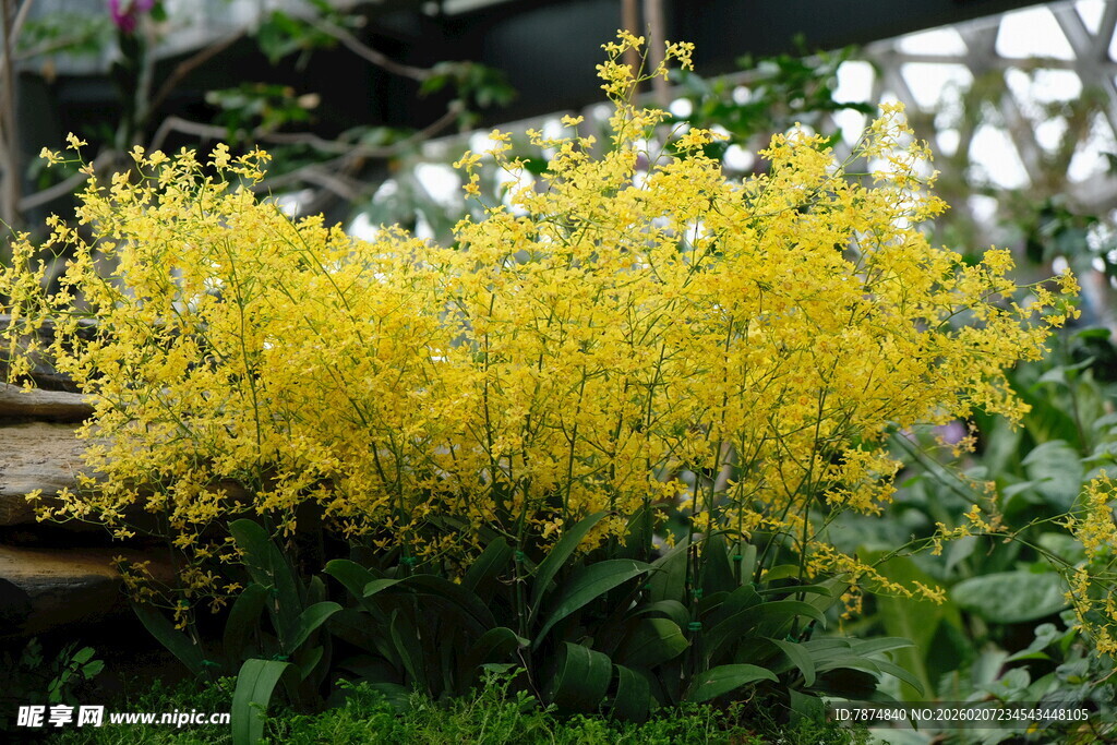 金黄灿烂的垂吊花卉