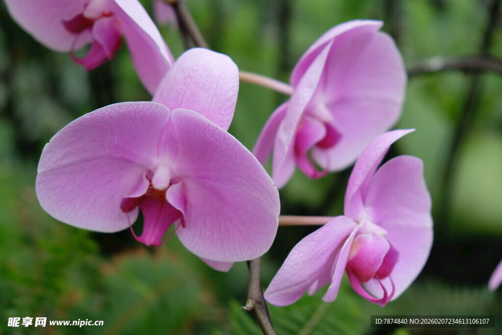 娇艳粉色蝴蝶兰绽放