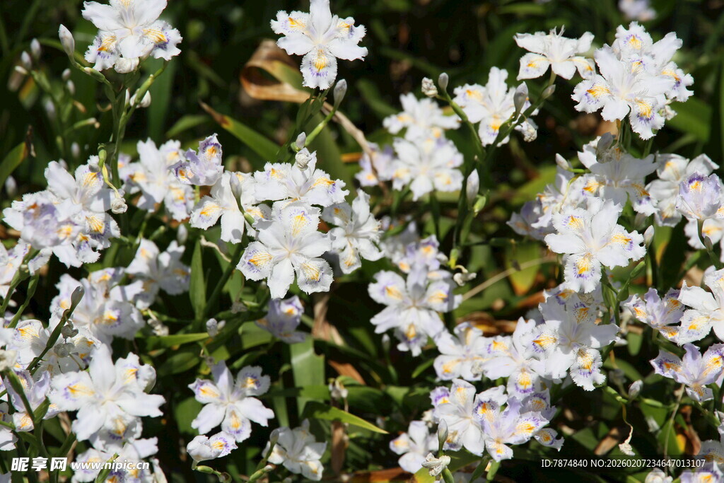 白色小花绽放于绿叶间