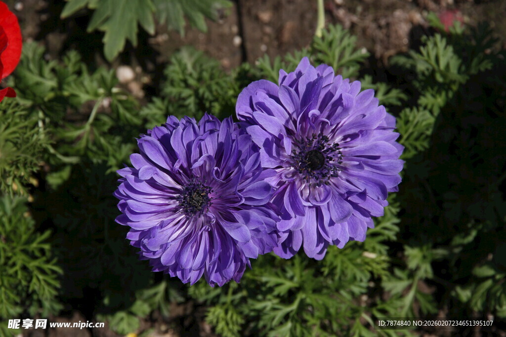 两朵紫色美丽的绽放花朵