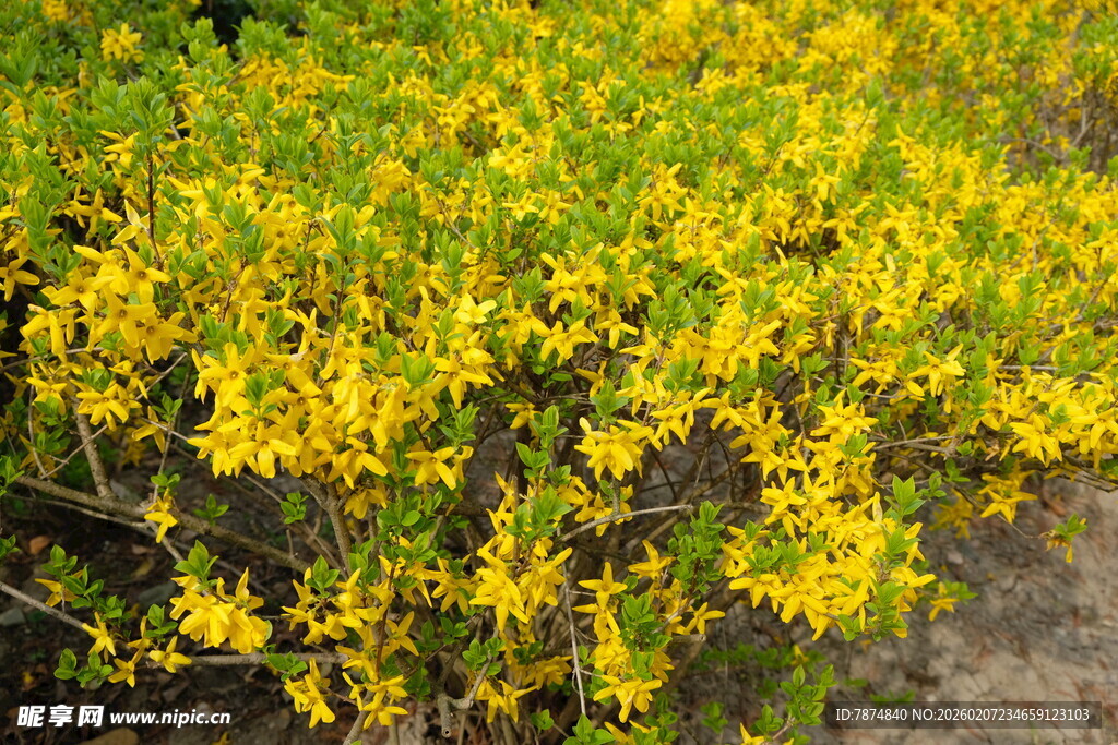 金黄灿烂的繁茂迎春花