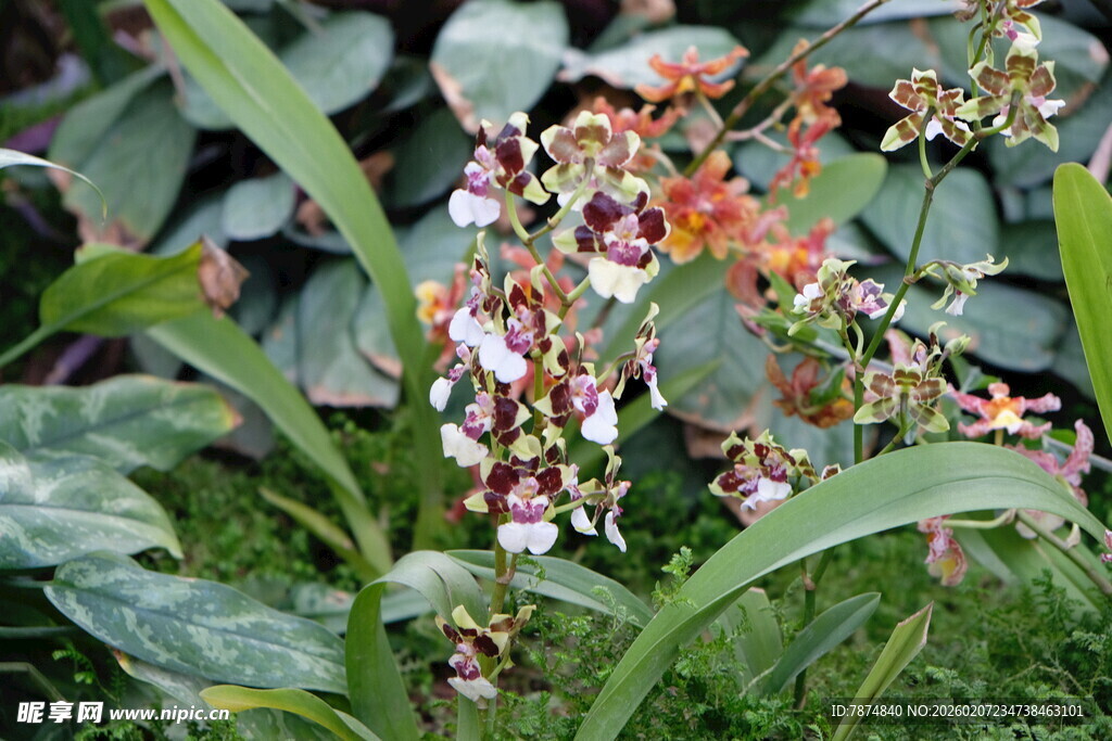 艳丽花卉绽放绿叶间