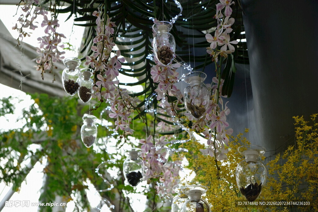 垂挂的紫色花卉植物