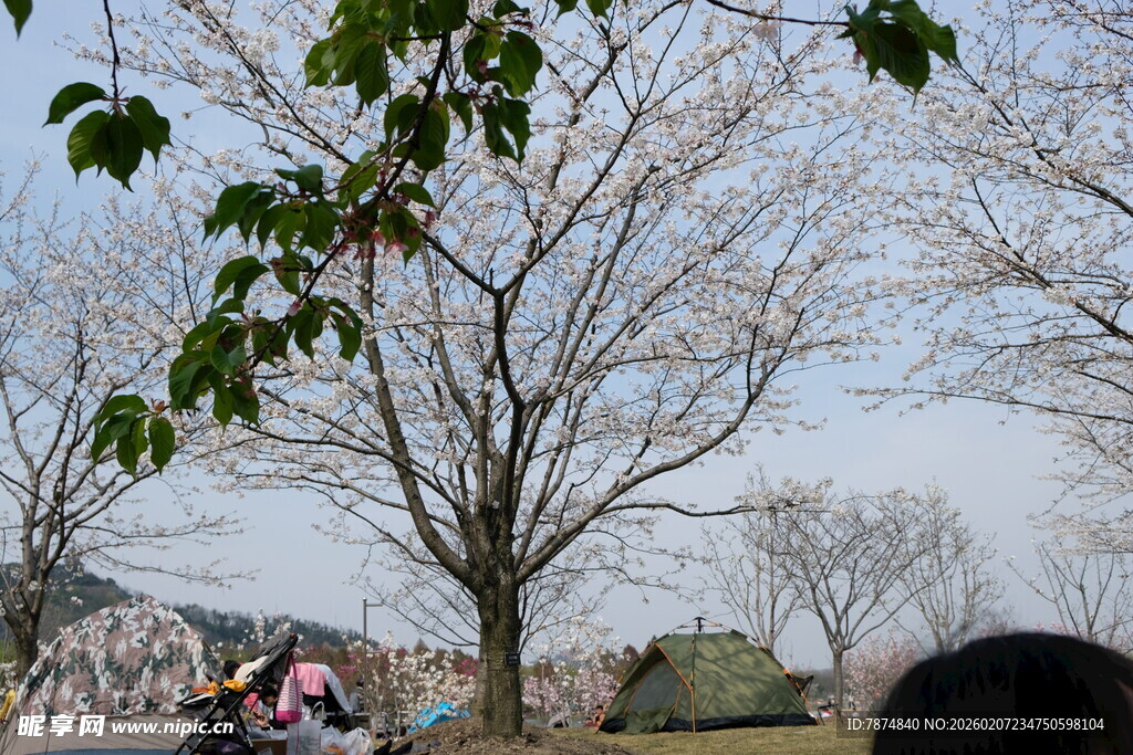 春日樱花树下的露营场景