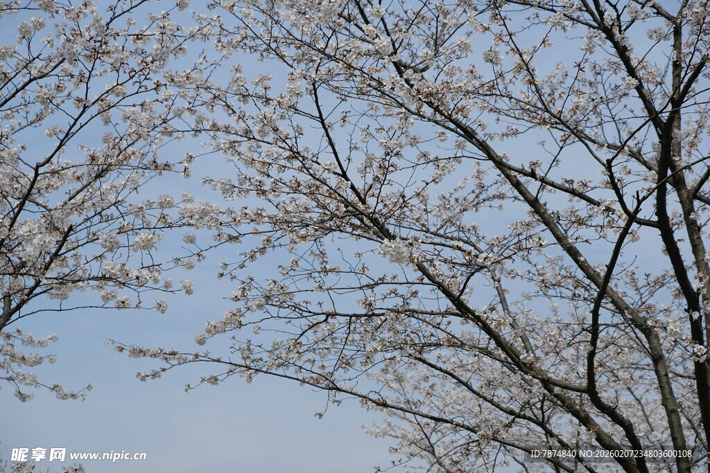 春日繁花满枝的树木