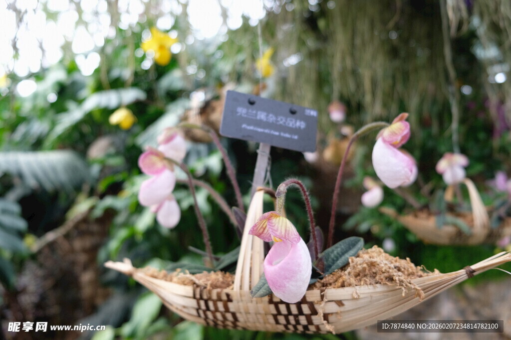 猪笼草盆栽展示于绿植间