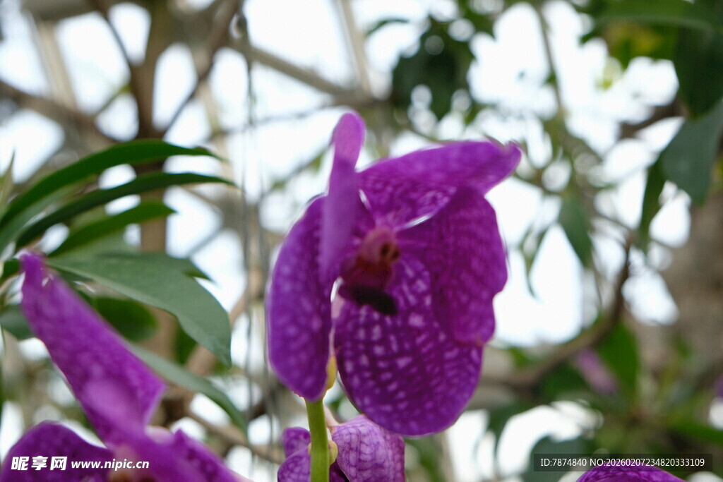 紫色兰花特写