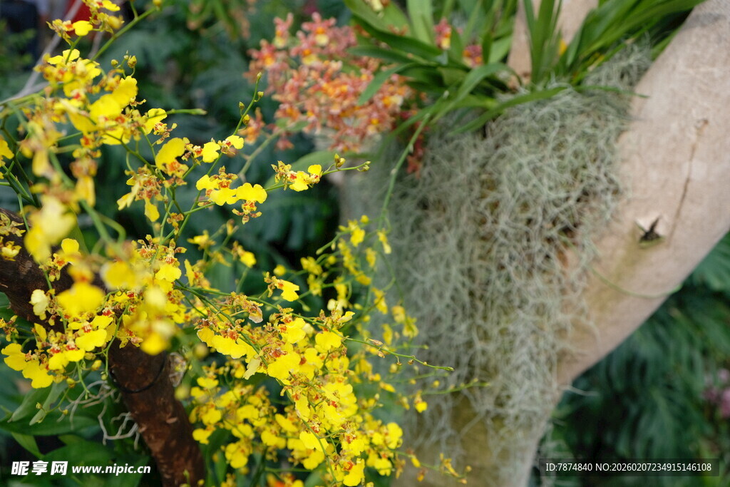枝头黄花与附生苔藓景观