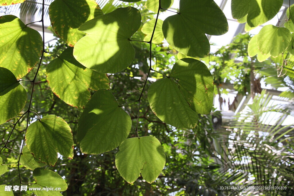 翠绿繁茂的树叶景观