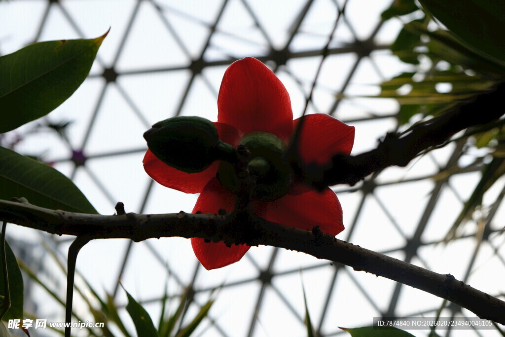 娇艳木棉花绽放枝头