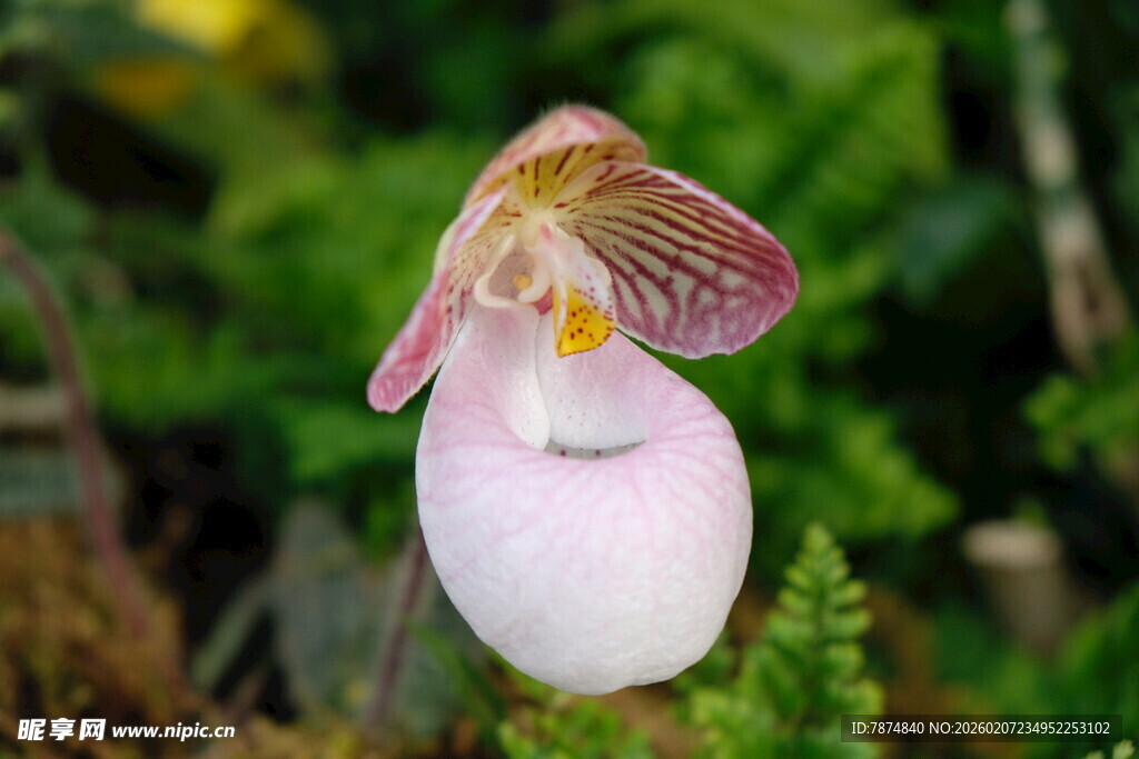 优雅兜兰绽放于绿意间