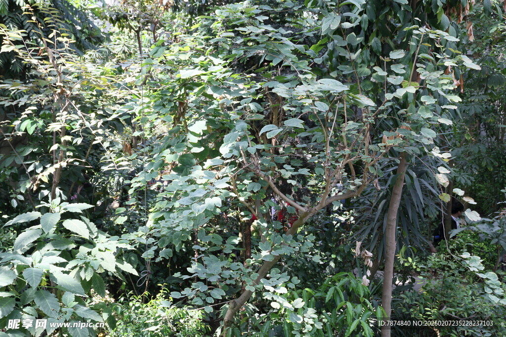 茂密丛林中的繁茂绿植