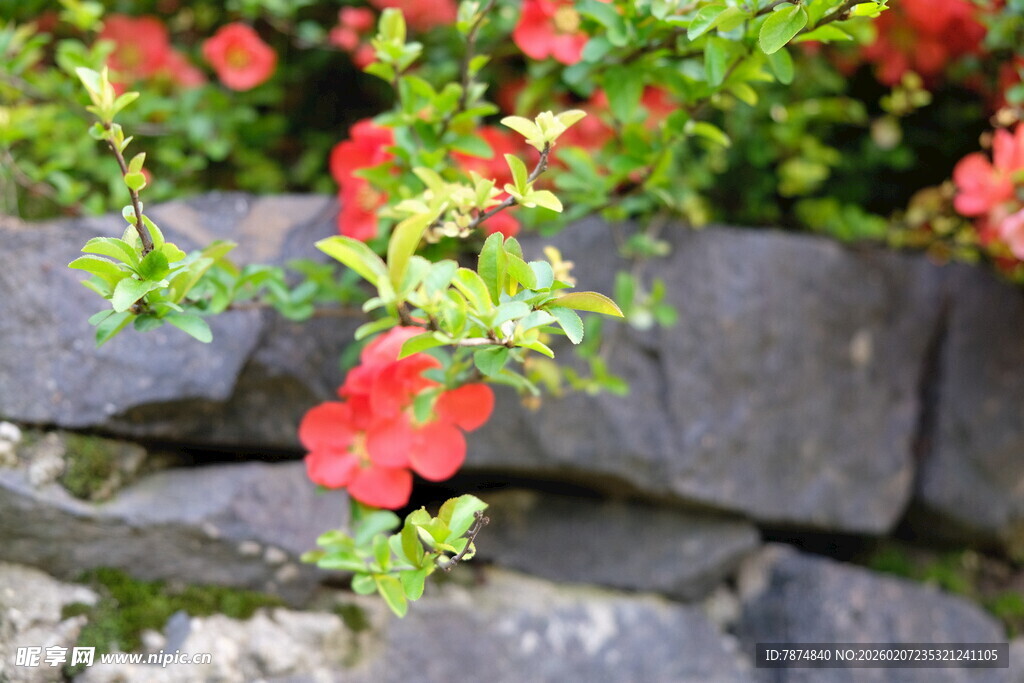 石缝间绽放的娇艳红花