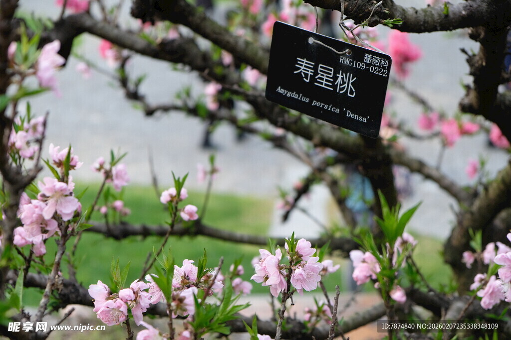 盛开桃花旁的植物标识牌