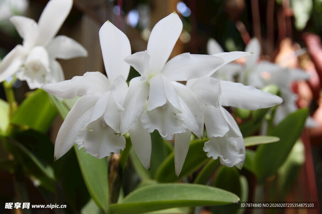 优雅白色石斛兰绽放