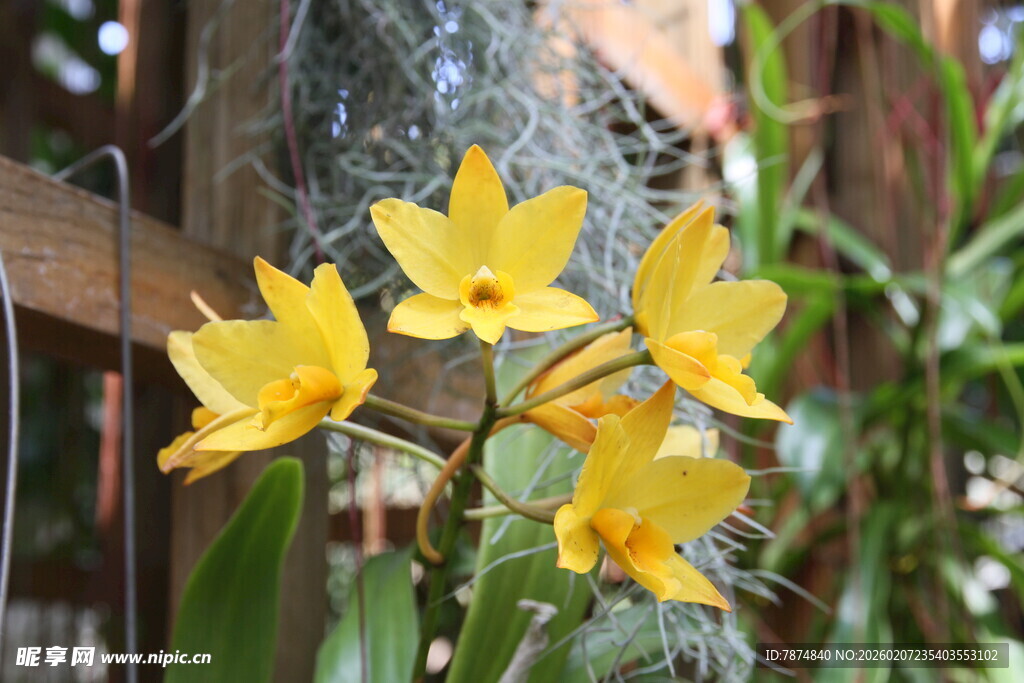 黄色兰花绽放