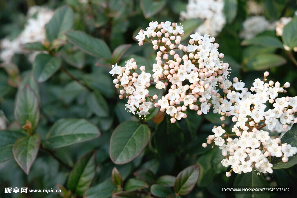 白色小花簇拥的绿植景观
