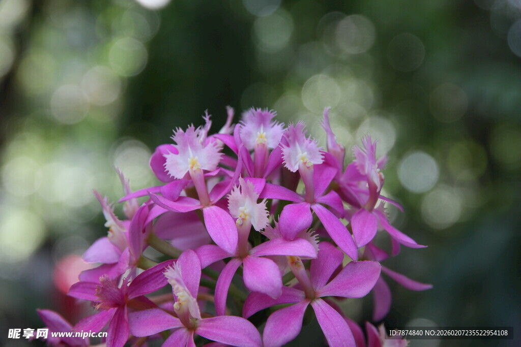 娇艳粉色花朵特写