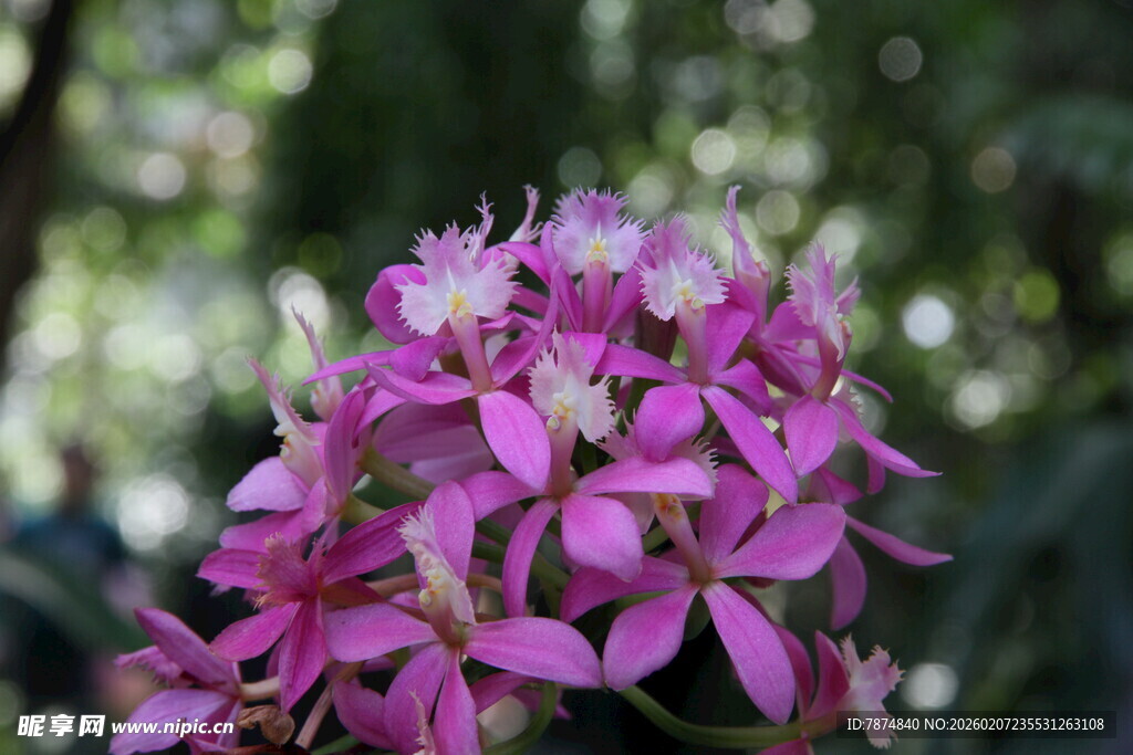 娇艳粉色小花绽放